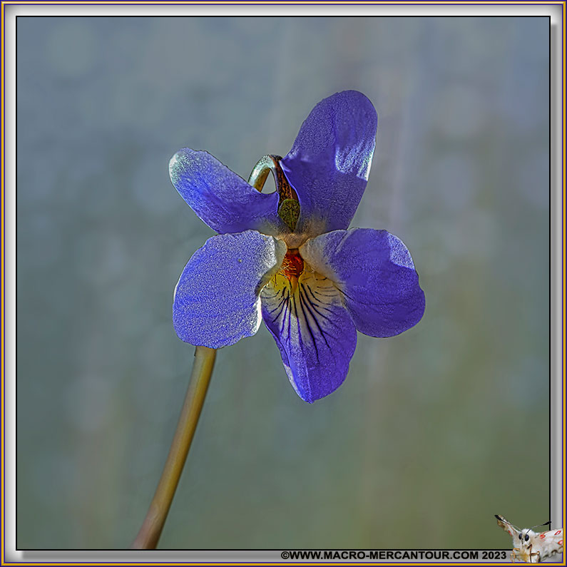 Violettes